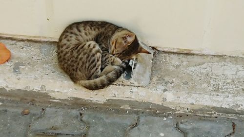 Cat resting on wall