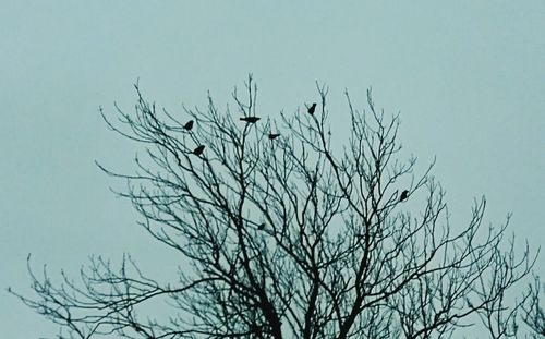 Low angle view of silhouette bare tree against clear sky