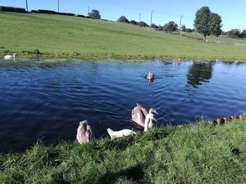 View of swan swimming in lake