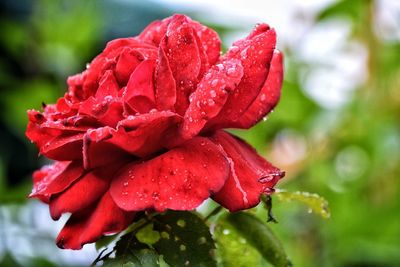 Close-up of wet red flower