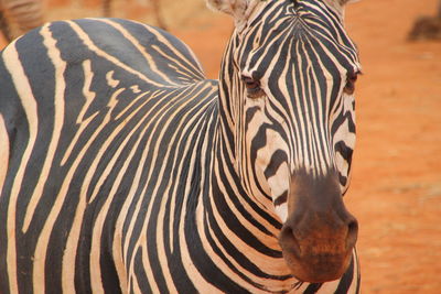 Close-up of elephant