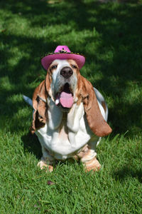 Dog wearing hat on grassy field