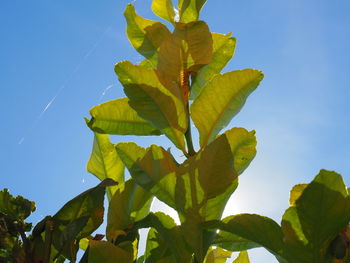 Low angle view of leaves against clear blue sky