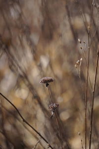 Close-up of wilted plant on field