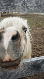 Close-up portrait of horse