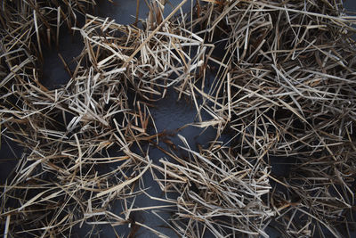 High angle view of birds in nest