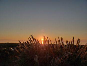 Scenic view of field against sky during sunset