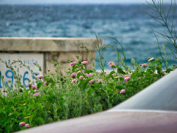 Close-up of flowering plants by sea