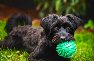 dog