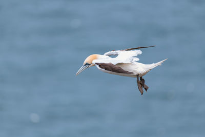 Seagull flying in the sea