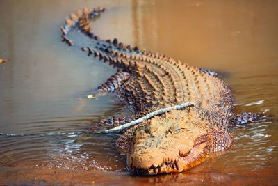 Close-up of turtle swimming in river