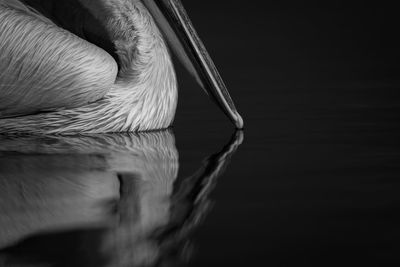 Close-up of pelican