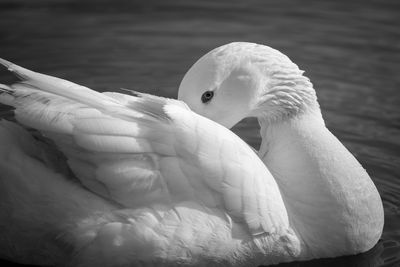 Close-up of swan