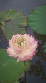Close-up of pink lotus water lily