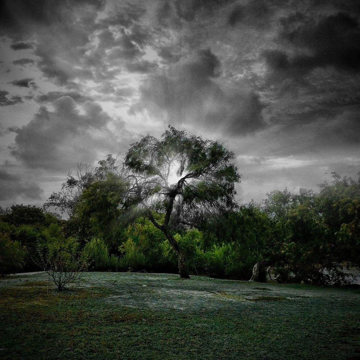 tree, sky, tranquility, cloud - sky, tranquil scene, beauty in nature, nature, growth, cloudy, scenics, cloud, landscape, branch, low angle view, silhouette, outdoors, idyllic, day, non-urban scene, field