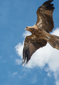 Low angle view of eagle flying in sky