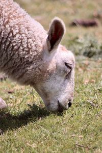 Close-up of sheep on field