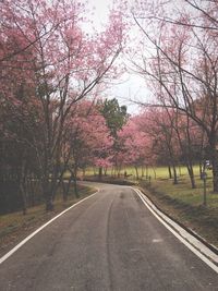Road passing through forest
