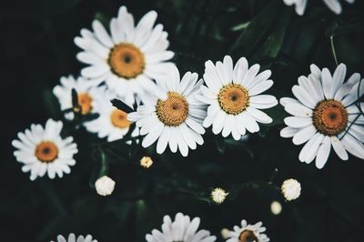 Close-up of white flowers blooming outdoors