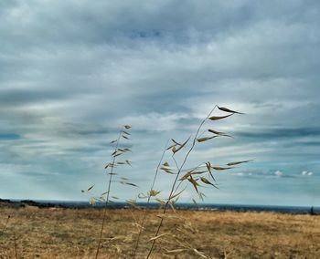 Plants growing on field against sky