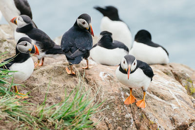 View of birds on land