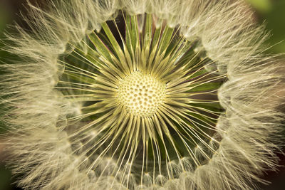 Close-up of dandelion