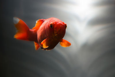 Close-up of red rose