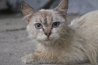 Close-up portrait of cat