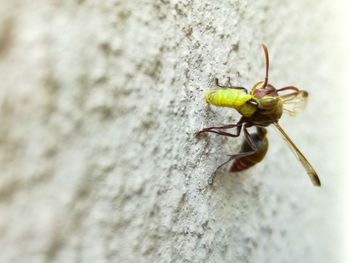 Close-up of insect