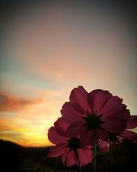 Close-up of flowers against sky