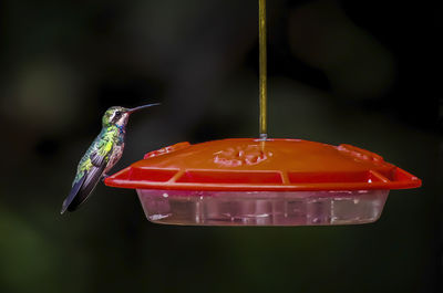 Close-up of bird perching on feeder