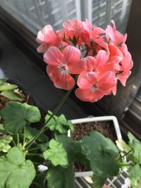 Close-up of pink flowers