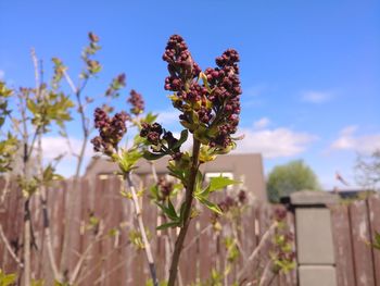 Close-up of pink flowering plant against blue sky