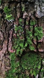 Full frame shot of ivy growing on tree