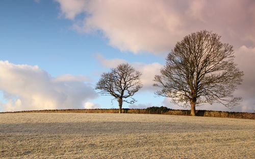 Bare trees on field against cloudy sky