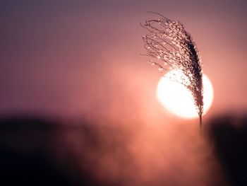 Close-up of silhouette plant against sun during sunset