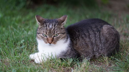 Portrait of a cat lying on grass