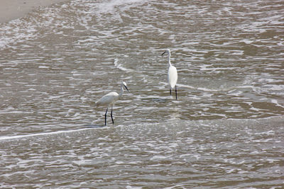 High angle view of gray heron perching on water