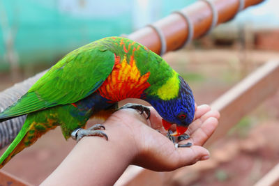 Little boy hand holding multi colored rainbow lorikeet and feeding seeds