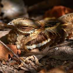 Close-up of lizard