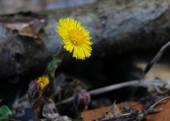 Close-up of yellow flower