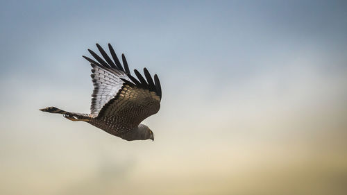 Low angle view of eagle flying in sky