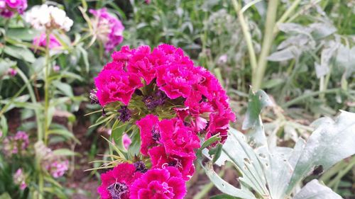 Close-up of pink flowers