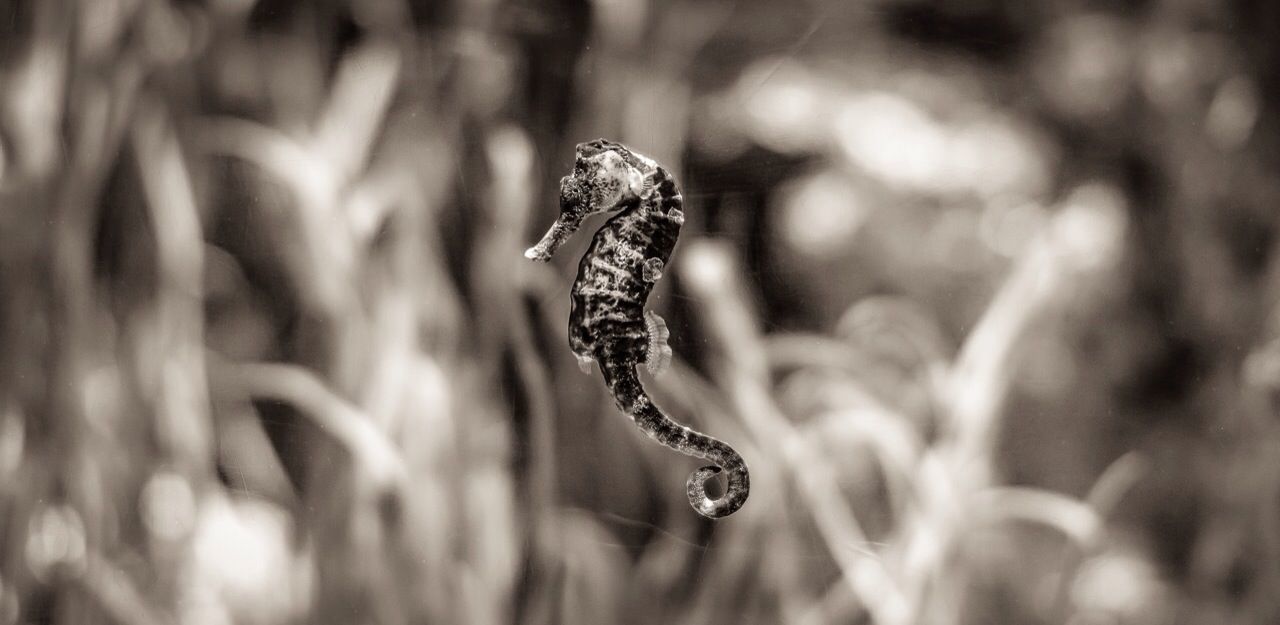 animal themes, animals in the wild, one animal, wildlife, focus on foreground, selective focus, close-up, nature, outdoors, bird, day, no people, full length, plant, twig, insect, perching, beauty in nature, water, reptile