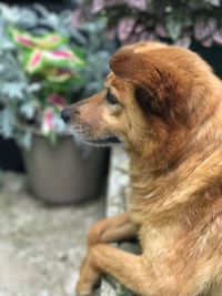 Close-up of dog sitting outdoors