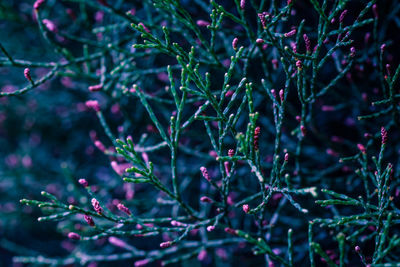 Full frame shot of plants