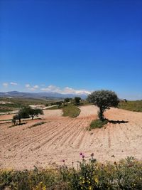 Scenic view of field against clear blue sky