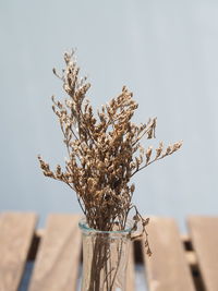Close-up of dry plant on table