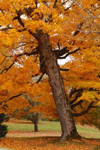 View of autumnal tree