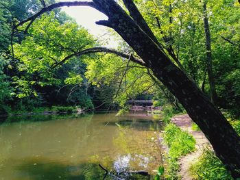 Trees by lake in forest